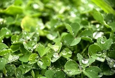 Надо посеять эти растения под молодой яблоней, тогда она точно не замерзнет зимой