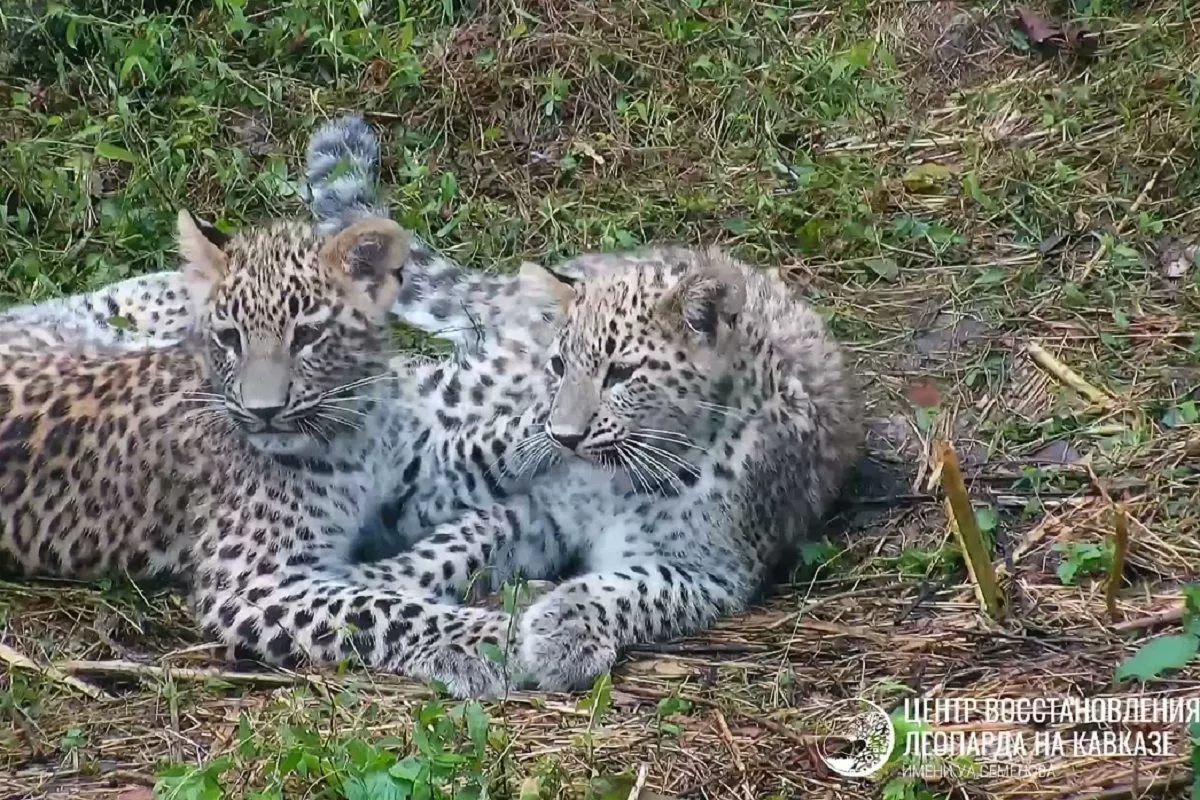 В нацпарке Сочи показали подросших котят переднеазиатского леопарда