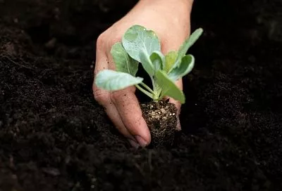 Сею капусту, редис и репу так – и забыл про земляных блошек, а соседи так и мучаются с этими вредителями