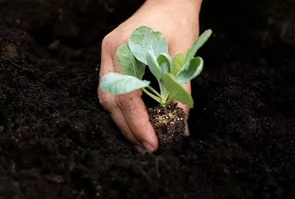 Сею капусту, редис и репу так – и забыл про земляных блошек, а соседи так и мучаются с этими вредителями