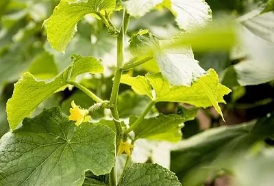 Кто с тлёй не борется, тот огурцы теряет: чем обработать урожай от вредителя 