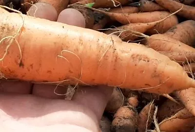 Ускорил всходы моркови в 2 раза с помощью простой воды: лайфхак от Галины Кизимы – метод, который работает!