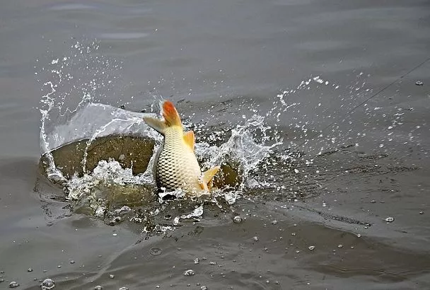 Ловим карпа до поздней осени: проверенные места и насадки для поимки трофея в холодной воде