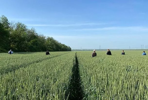 На Кубани почти 27 тысяч подростков нашли летнюю работу благодаря краевой службе занятости