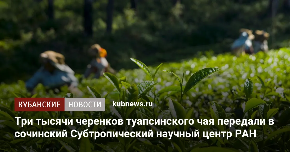 Три тысячи черенков туапсинского чая передали в сочинский Субтропический научный центр РАН