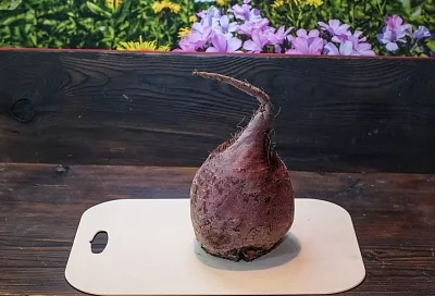 Свекла как только из грядки: как сохранить корнеплоды, чтобы они не завяли