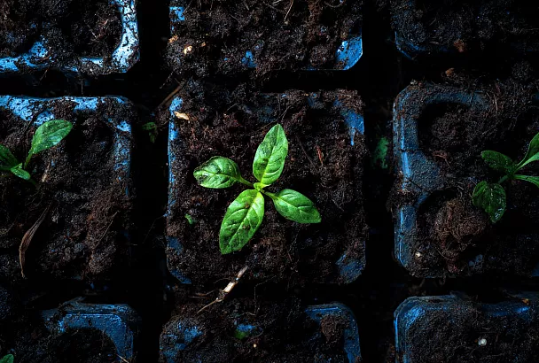 Что сеять в августе: секреты позднего урожая на юге
