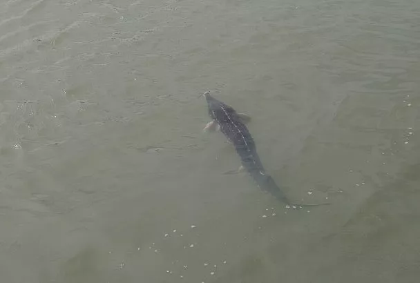 Глава Росрыболовства назвал ориентировочные сроки возобновления промысла осетровых в Азовском море