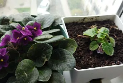 Почему фиалки не цветут: 5 ошибок, которые губят ваши цветочки