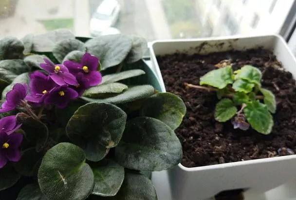 Почему фиалки не цветут: 5 ошибок, которые губят ваши цветочки