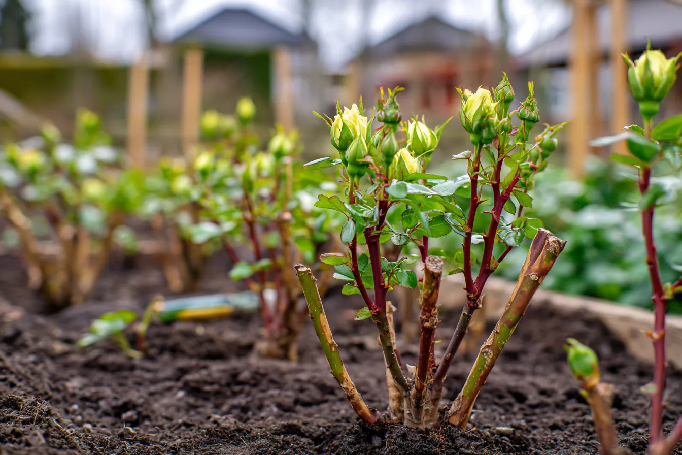 Когда начинать кормить розы весной: не торопитесь с азотом — вот почему