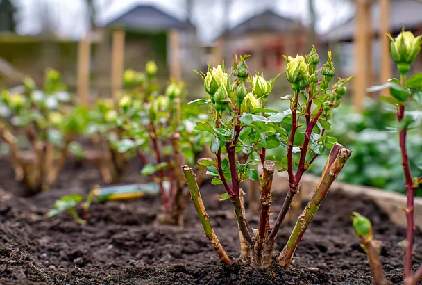 Когда начинать кормить розы весной: не торопитесь с азотом — вот почему
