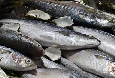 Загляните ей в глаза: какие признаки выдают несвежую рыбу. Как избежать покупки опасного товара на рынке или в магазине