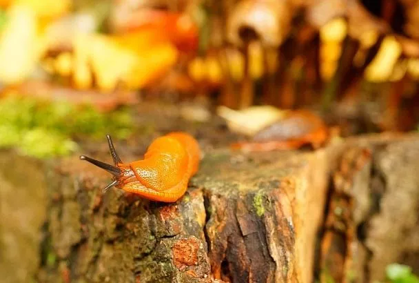 Никакие слизни этого не вынесут: почему простое средство из 3 компонентов отгонит этих троглодитов на 100 процентов