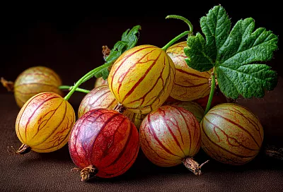 Как правильно обрезать крыжовник осенью: советы для крупного урожая