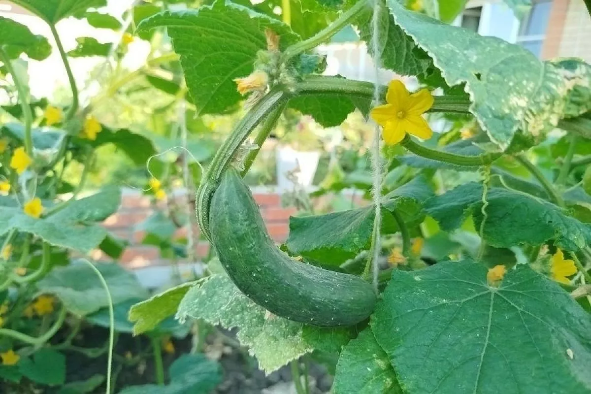 Запомни сейчас, вспомни летом: эта ошибка может стоить урожая огурцов
