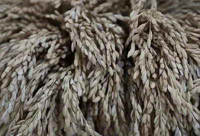 Уборка риса на Кубани в самом разгаре