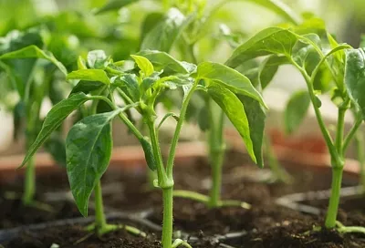 Мой метод выращивания рассады перца: без пикировки, подсветки и подкормок