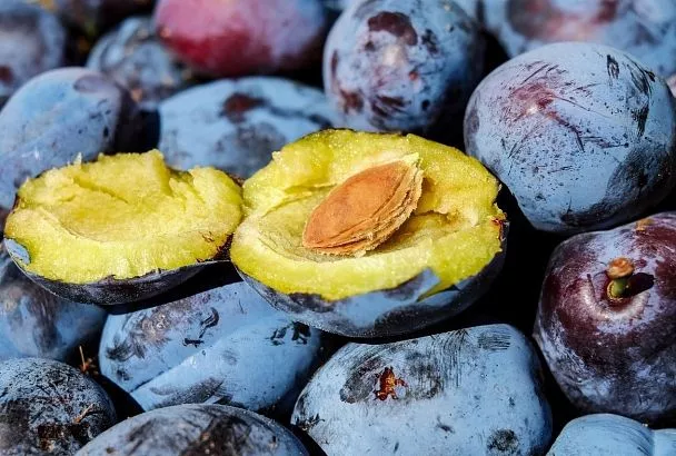 Этот диетический деликатес получится даже из «терновки»: как правильно вялить сливы в духовке