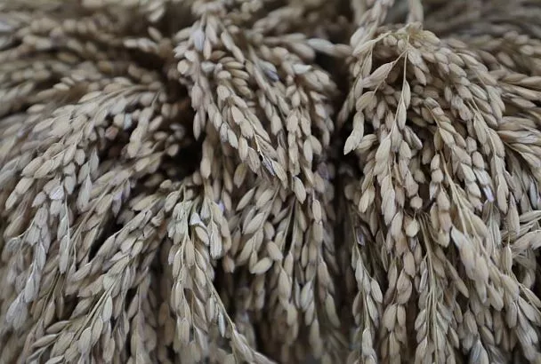 Уборка риса на Кубани в самом разгаре