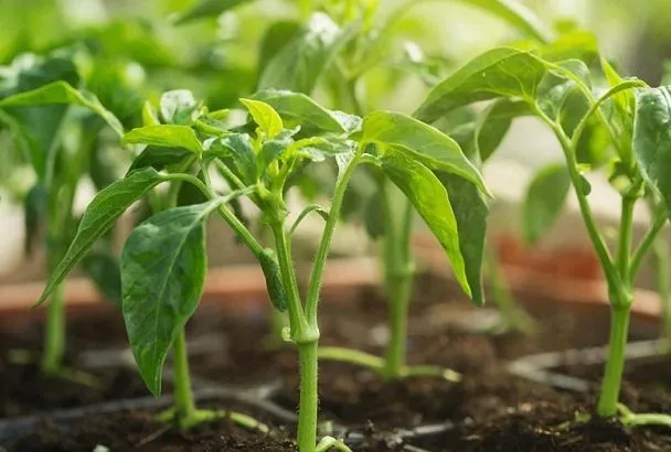 Мой метод выращивания рассады перца: без пикировки, подсветки и подкормок