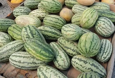 За арбузами и дынями - к местным фермерам: где будут работать ярмарки выходного дня в Краснодаре 2 августа