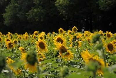 Более 200 млн рублей на льготное кредитование дополнительно направили кубанским аграриям 