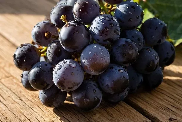 Как защитить виноград от зимних холодов: осенний уход