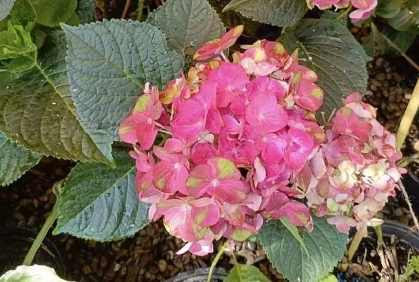 Пятна на прекрасных цветах: почему темнеют лепестки гортензии