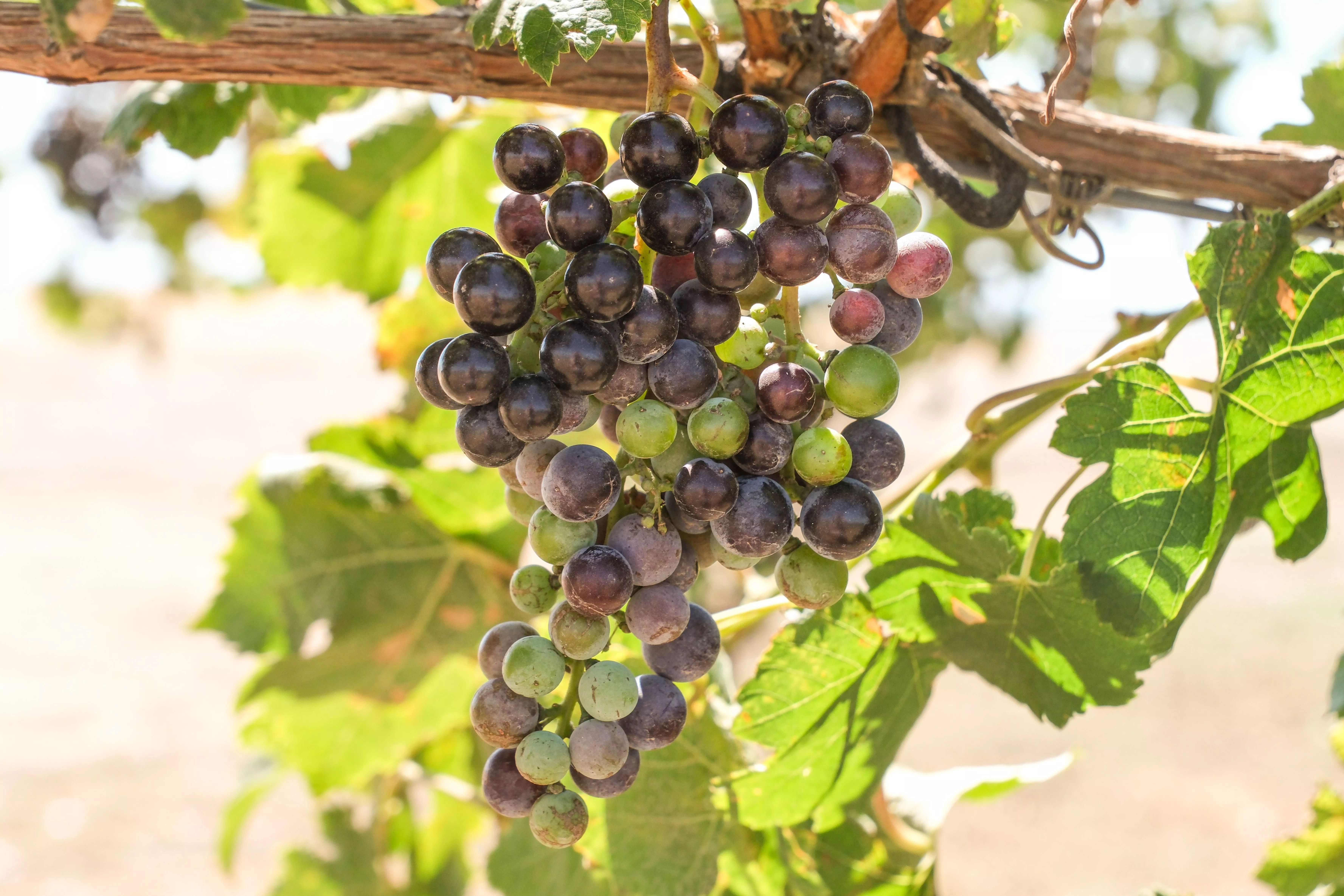 В Крыму урожай винограда сократится на 15-18% из-за заморозков и засухи