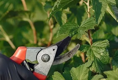 Обрезка малины осенью: метод двойного урожая следующим летом