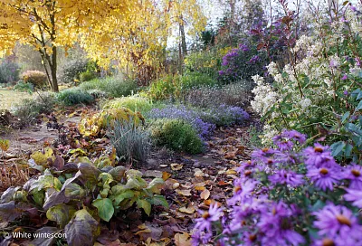 Осенняя обрезка: 4 ошибки, которые погубят ваш сад
