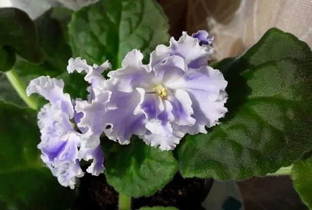 В тесноте, да не в обиде: почему фиалки любят маленькие горшки