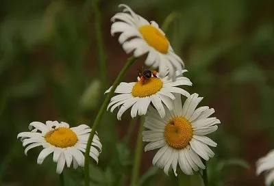 Капризный нивяник: что надо знать о большой ромашке, чтобы вырастить у себя под окном красивую поляну 