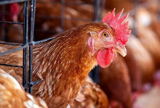 Стал проращивать зерно для кур по науке — и яйценоскость взлетела! Секрет Тимирязевской академии 