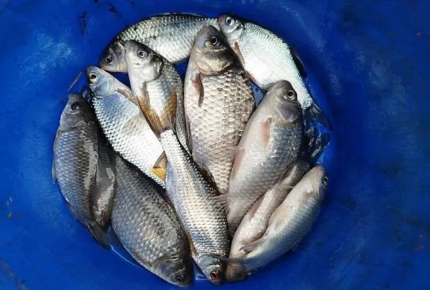 Смертельно опасная свежесть: всю речную рыбу обязательно пропускаю через морозилку и вот почему