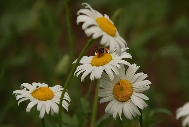 Капризный нивяник: что надо знать о большой ромашке, чтобы вырастить у себя под окном красивую поляну 