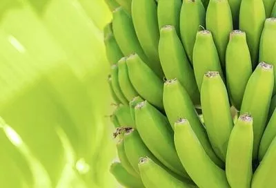 Врачи объяснили, в чем преимущество зеленых бананов