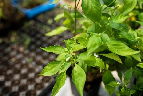 Благоприятные дни для посева перца в 2026 году: от рассады до высадки в грунт 