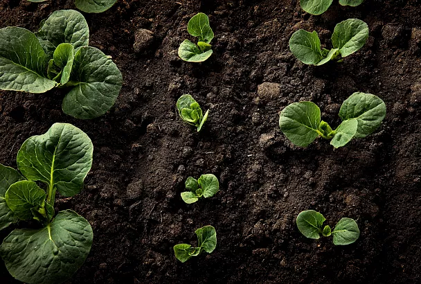 Грядка без перекопки: как начать с нуля и получить урожай