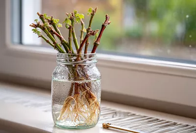 Как укоренить черенки винограда дома: три простых способа без суеты