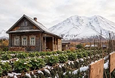 Готовлю клубнику к зиме: 4 шага — кусты не вымерзают, сладкий урожай даже на Камчатке