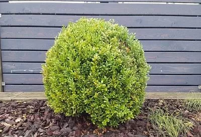 Почему стоит посадить самшит на своем участке: опыт садовода