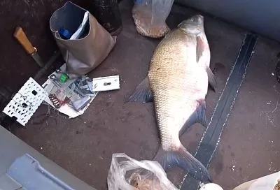 Лещ себя покажет сам: лайфхак с игрой рыбы — секрет успешной ловли