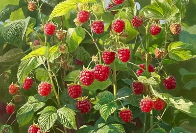 Два урожая малины за сезон: ТОП ремонтантных сортов для вашего сада