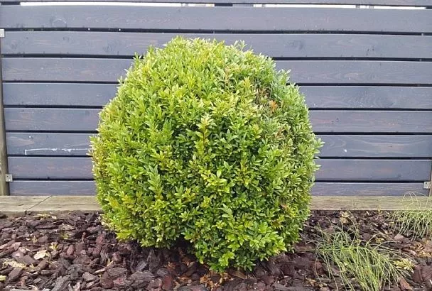 Почему стоит посадить самшит на своем участке: опыт садовода