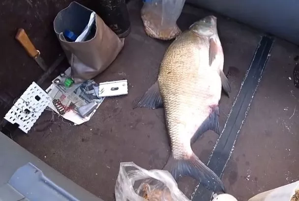 Лещ себя покажет сам: лайфхак с игрой рыбы — секрет успешной ловли