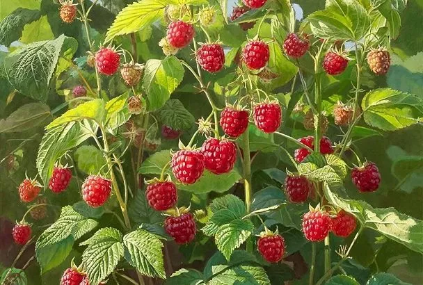Два урожая малины за сезон: ТОП ремонтантных сортов для вашего сада
