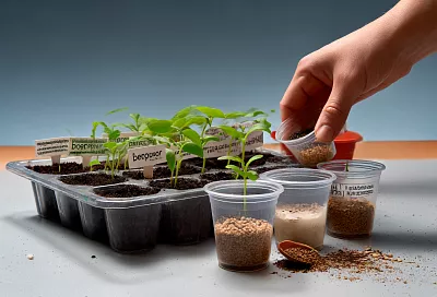 Рассаду после всходов не кормлю: жду пикировку — и растения растут крепче без перекорма