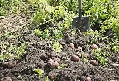 Убийца картофеля: вредитель, который хуже колорадского жука